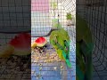 beautiful parrot 🦜 #follow #talkingparot #cutebird #birds #cuteparrot #parrotlover #parrot #mithhu