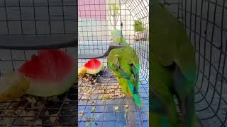 beautiful parrot 🦜 #follow #talkingparot #cutebird #birds #cuteparrot #parrotlover #parrot #mithhu