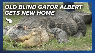 🐊 Albert, the 750-pound, 11-foot-long, 34-year-old blind alligator, gets new home in Texas by News Refresh 141 views 5 days ago 3 minutes, 41 seconds