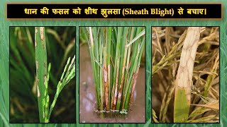 धान की फसल को शीथ झुलसा Sheath Blight से बचाए।sheath blight of rice or paddy|best fungicidePGATV