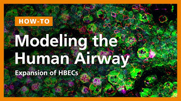 How to Model the Human Airway at the Air-Liquid Interface: Expansion of HBECs