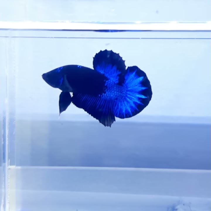 Ikan Cupang Avatar Blue Male