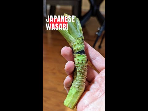 Video: Is peperwortel en wasabi verwant?