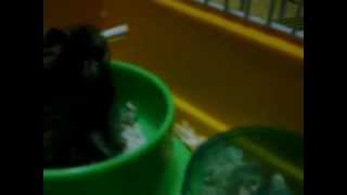 倉鼠戲飲管 hamster playing with straw