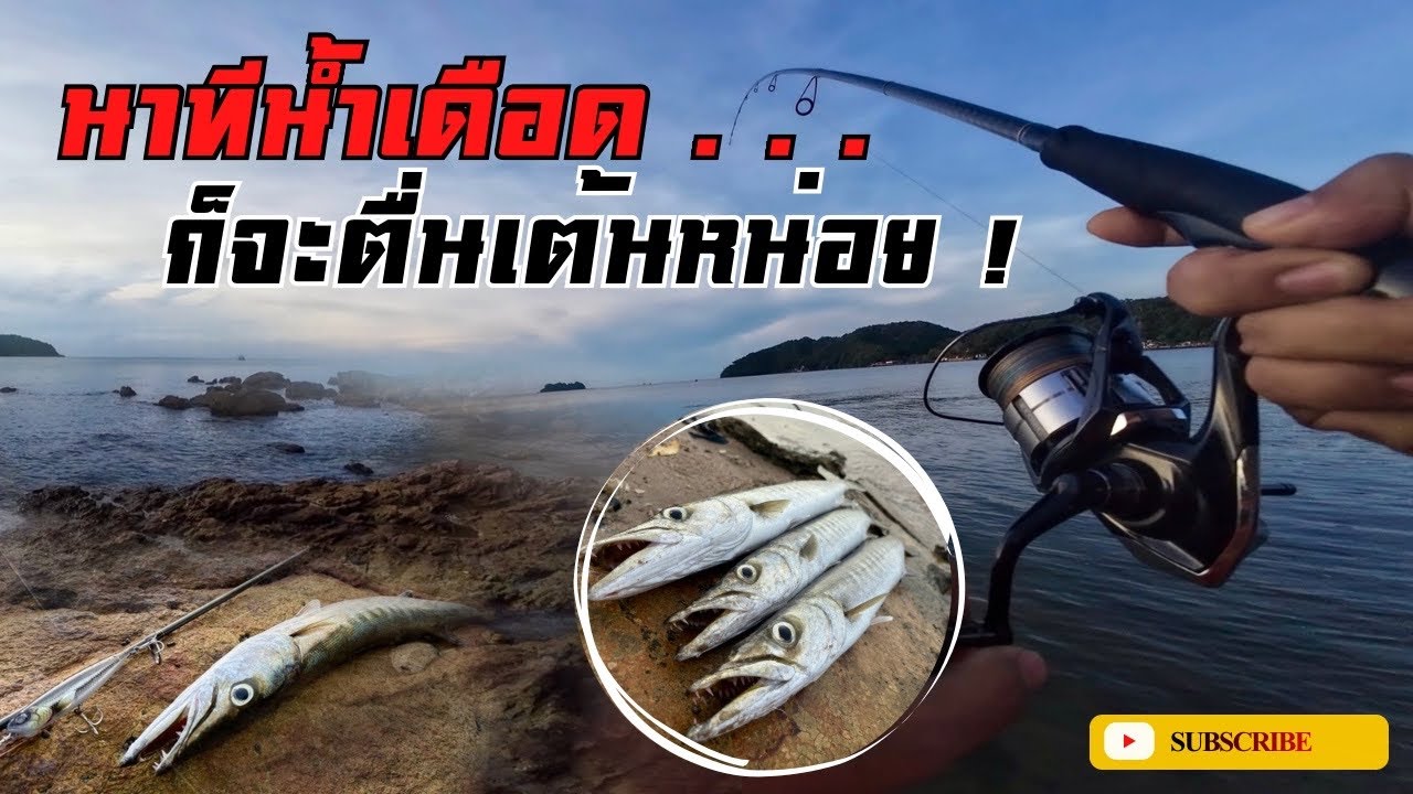 ตื่นเต้นทุกที! ปลาสากไล่เดือด [ตีปลาสากน้ำเช้าลมหนาว]