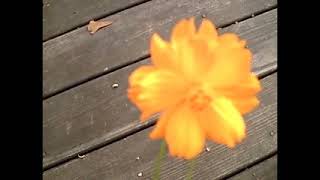 Women Who Call 911 Kitty Cameltoe