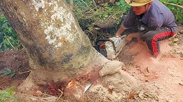 Sawing two purple Conch trees at the temple gate / Cưa 2 cây Xà Cừ tím ở cổng chùa | T500