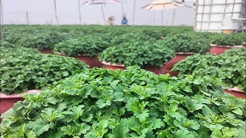 Ngắt đọt lần 4(6cơi) + thời gian ngắt cơi cuối và ngắt điện cho mâm xôi hàn #cucmamxoi #flowers