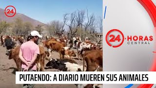 Emergencia climática: La desesperación de los crianceros de Putaendo viendo morir a sus animales