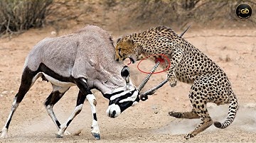 How FAST and STRONG is a LEOPARD