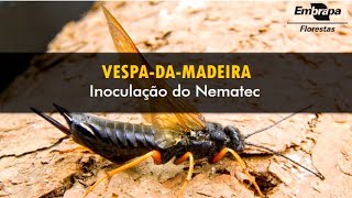 Inoculação do Nematec - Controle biológico da vespa-da-madeira, praga de plantios de pínus