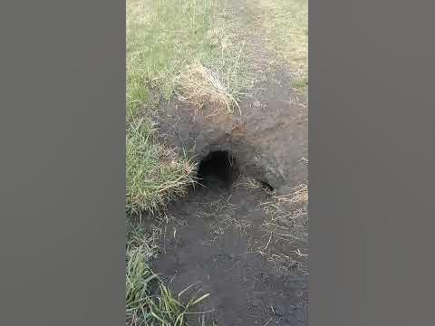 странный зверь поселился посреди дороги 🤯 - YouTube