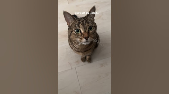 showing my cat my song to see her reaction 🚨CUTENESS ALERT🚨