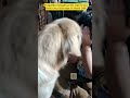 Cutedog#pets #youtubedogs #funny #cute #dog #dogs #goldenretriever #youtuber #subscribe #viral #like