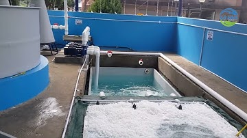 10 lí do chính để bắt đầu nuôi cá trong hệ tuần hoàn - RAS