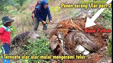 Panen sarang Ular Python Buntet part 2  ||Python Buntet hidup ber kelompok