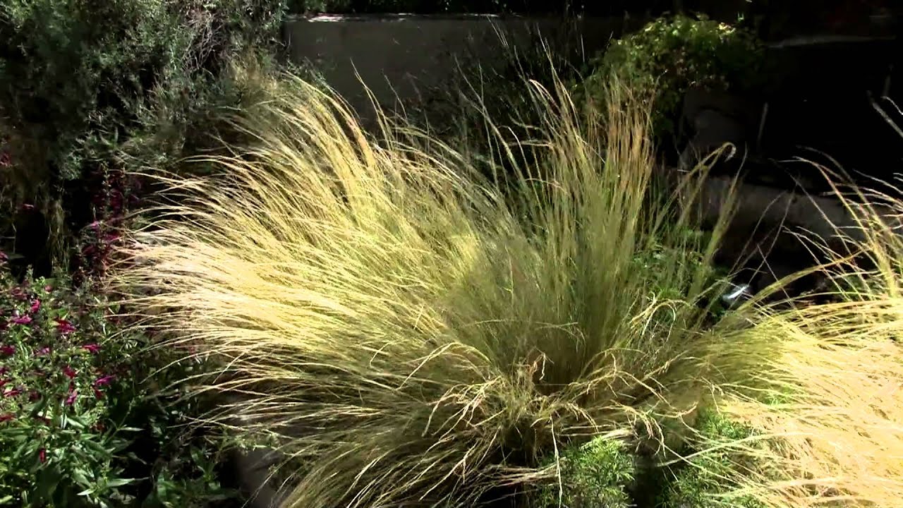 Sensory Garden Utep Centennial Museum Chihuahuan Desert Garden