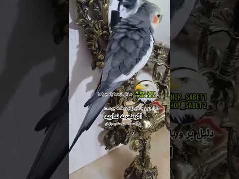 پرنده سالم و سرحال تجربه ميخواد هر سؤالی از زندگی نامه پرندگان دارید صادقانه جواب میدیم رایگان