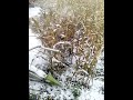 Уборка кукурузы по морозу и снегу...