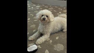 What do you get when you cross a miniature poodle with a Bichon Frise = Poochon Dog 🐶 Toy Dog. Poodle Crossed With Bichon Frise