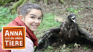 Wie der Seeadler fliegt | Reportage für Kinder | Anna und die wilden Tiere