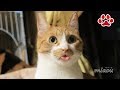 舌をしまい忘れた猫【瀬戸のまや日記】cat shows a tongue