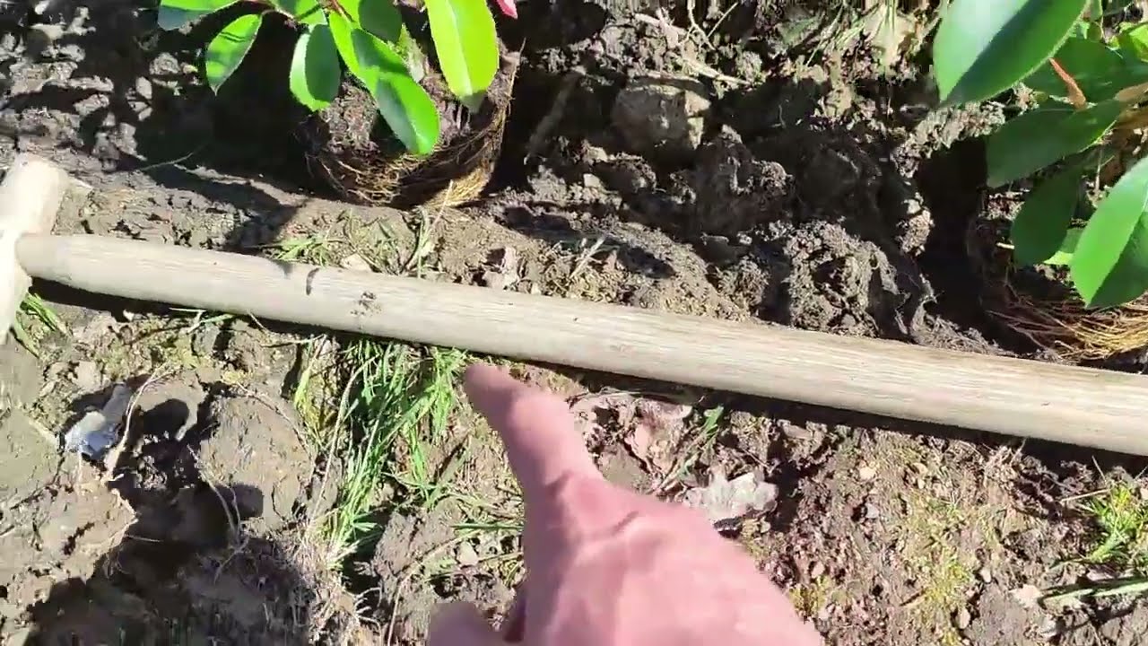 Digging and planting a Red Robin hedge