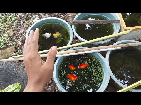 Apakah Ikan Molly Bisa Hidup Tanpa Aerator