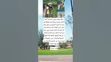 كنغر صغير ستوريات انسا حلات وتس اب أقوال توماس قصص واقعية حقائق ومعلومات Shrts ستوريات ـ ادولف 