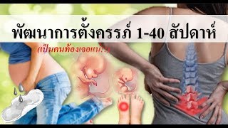 คนท้องเจอแน่! : พัฒนาการตั้งครรภ์ 1-40 สัปดาห์ | พัฒนาการตั้งครรภ์ | คนท้อง Everything