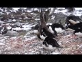 Skua eats chick penguin