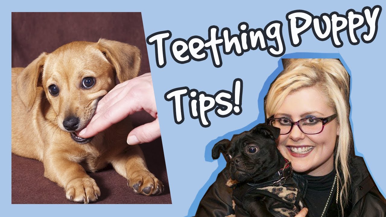 what can you do to help a teething puppy