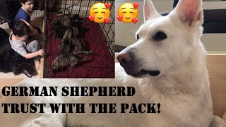 German Shepherd Mom Introduces Her Puppies To The Pack