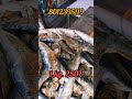 சாளை கருவாடு 👌👌#dryfish #video #seafood #fishseafood #tn69fishcutting
