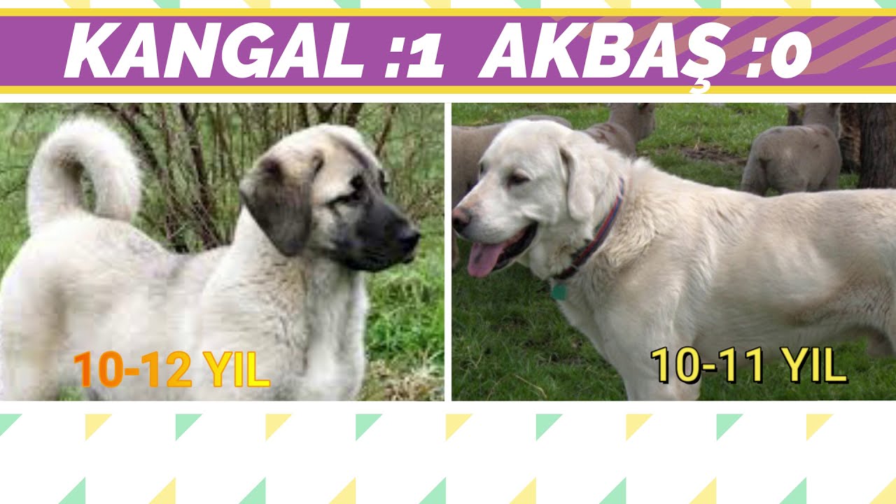 Kangal Ve Akbaş Çoban Köpekleri Karşılaştırma