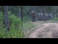 Wild elephant bandhavgarh