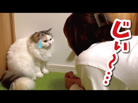 猫と１０秒目が合うと信頼されてるという噂の真相について【関西弁でしゃべる猫】