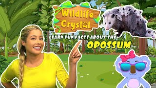Opossum Facts