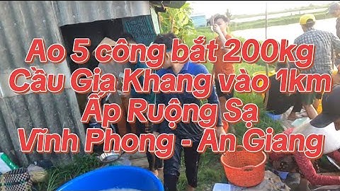 Ao 5 công bắt 200kg tôm càng tại Cầu Gia Khang Vào 1Km Ấp Ruộng Sạ - Xã Vĩnh Phong - Tỉnh An Giang