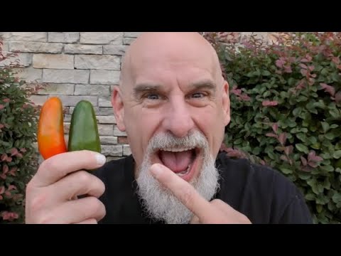 Video: Är cowhorn paprika grön eller röd?