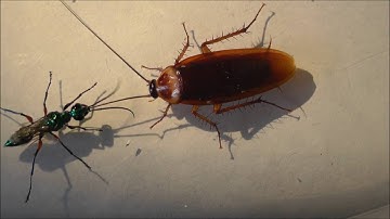 Neuro-parasitogy of the Jewel Wasp and its Zombie Cockroach Host