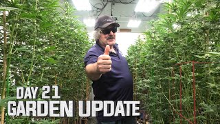 Remo's Garden Update (Day 21)