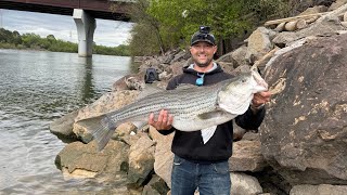 Tennessee dam Fishing!! so many fish and my PB Striped bass!!