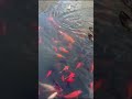 Carps and Ducks West Lake, Hongzhou #shorts