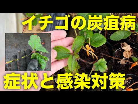 【いちごの病気】炭疽病の葉とランナーの症状と感染予防対策【炭そ病】