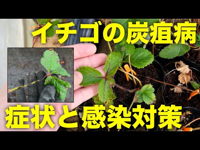 いちごの病気 炭疽病の葉とランナーの症状と感染予防対策 炭そ病 Youtube いちごの病気 炭疽病の葉とランナーの症状と感染予防対策 炭そ病 Youtube