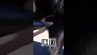 DOG OWNERS HELP! WHAT IS THIS?🤔🤔🤔