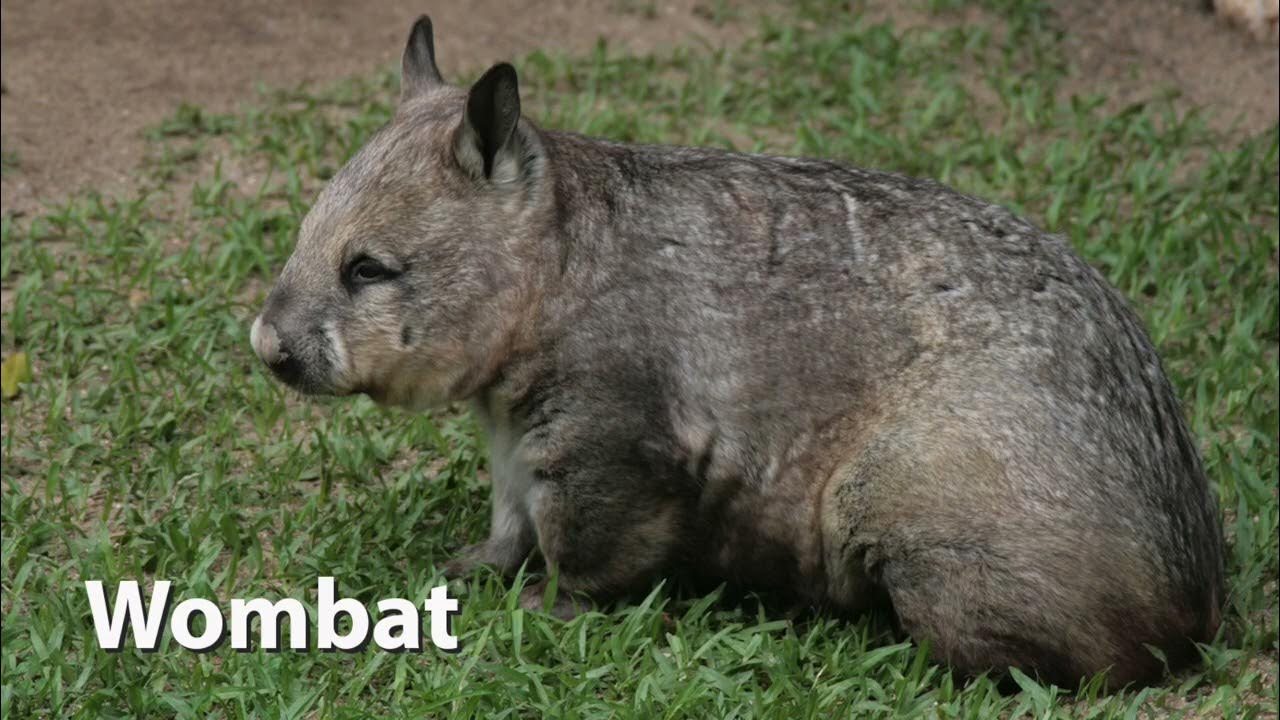 Wombat Sounds YouTube