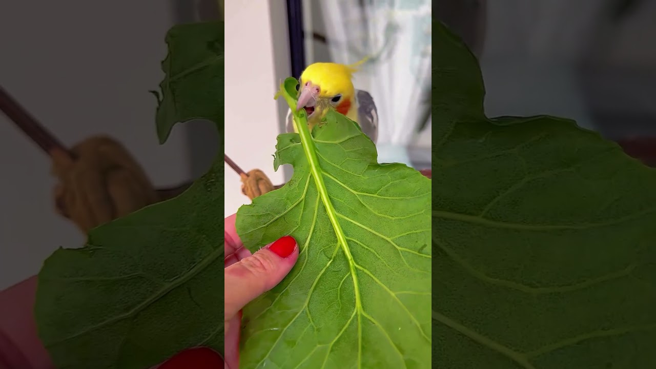 🥰🥰 Cute Parrot's 🥰🥰 #cuteparrot #youtubeshorts #shorts #funny