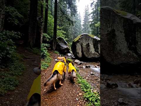 Adventure German Shepherds #dog #puppy #advanture #nature #hiking #youtubeshorts.